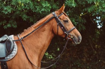 EquiSential Anti-Grazing Reins